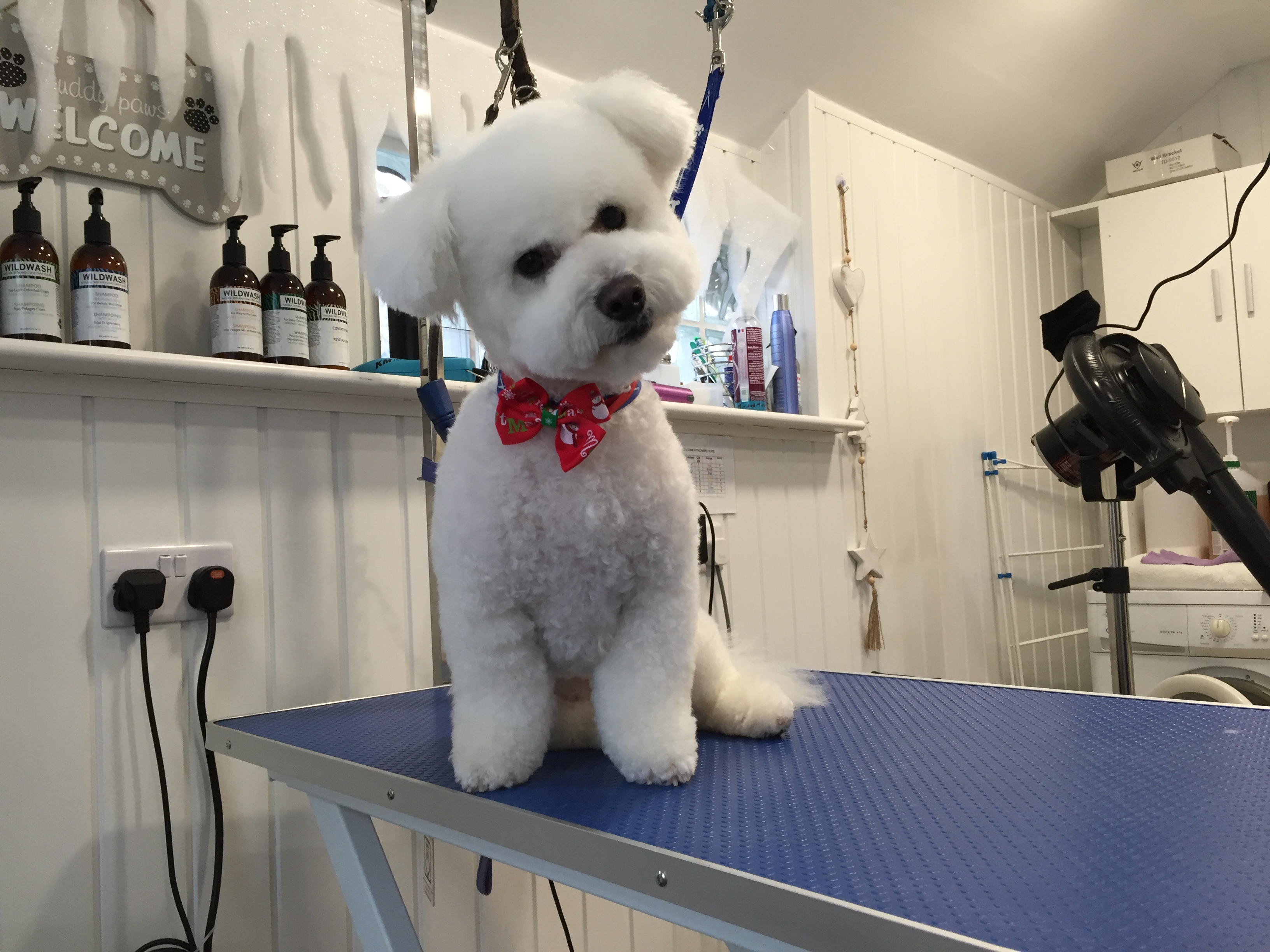 Portfolio - Sandy Paws Dog Grooming Studio